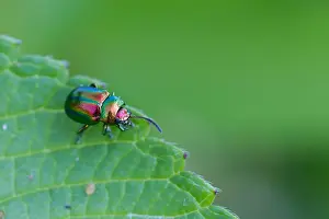 Germany Wildlife Fauna Prints: Marco image of an insect