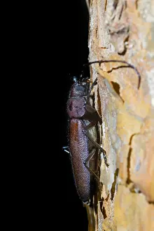Germany Wildlife Fauna Prints: Marco image of an insect