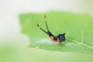 Cerura Vinula Prints: Marco image of an insect