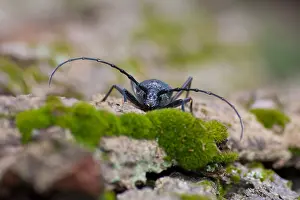 Germany Wildlife Fauna Prints: Marco image of an insect