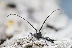Germany Wildlife Fauna Prints: Marco image of an insect