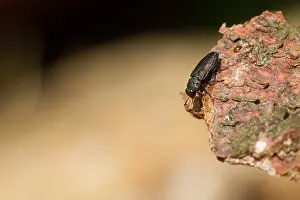 German Wildlife Fauna Images Prints: Marco image of an insect