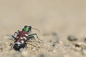 Wildlife Photography Outdoor Prints: Marco image of an insect
