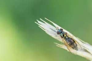 Nature Outdoor Photography Prints: Marco image of an insect