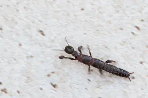April Prints: Embioptera Print - Footspinners of Corsica