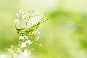 European Grasshopper Species Prints: Marco image of an insect