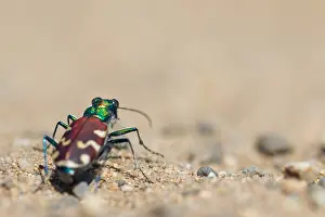 Cicindela nitida Print - Baikal Region Insect Image