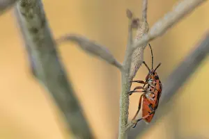 European Insect Species Prints: Marco image of an insect