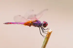 European Dragonfly Species Prints: Marco image of an insect