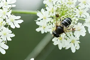 European Hoverfly Prints: Marco image of an insect