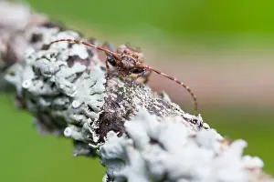 European Insect Species Prints: Marco image of an insect
