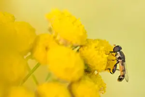 European Hoverfly Species Prints: Marco image of an insect