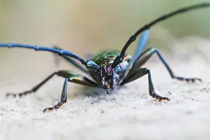 Germany Wildlife Fauna Prints: Marco image of an insect