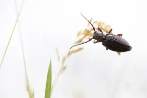 Asian Wildlife Images Prints: Marco image of an insect