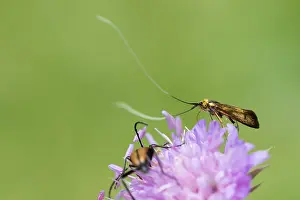 Outdoor Wildlife Photography Prints: Marco image of an insect