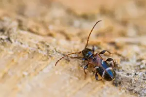 European Insect Species Prints: Marco image of an insect