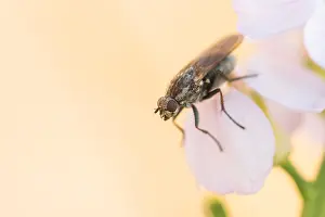 German Fauna Images Prints: Marco image of an insect