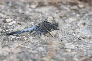 European Insect Species Prints: Marco image of an insect