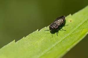 German Wildlife Fauna Images Prints: Marco image of an insect