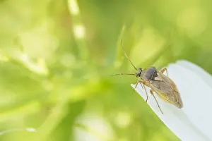 European Insect Species Prints: Marco image of an insect
