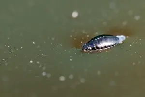 Marco Print of Whirligig Beetle, Russia