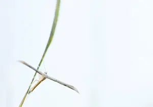 European Insect Species Prints: Marco image of an insect