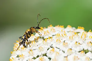 European Insect Species Prints: Marco image of an insect