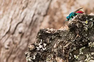 Marco's Print of Chrysis ignita Imago