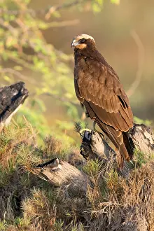 Wildlife Animal Photoshoots Prints: Marsh Harrier