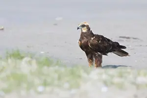 Middle East Wildlife Prints: Marsh Harrier