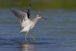 Wader Bird Species Prints: Marsh Sandpiper