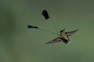 Tropical Bird Species Peru Prints: Marvelous Spatuletail