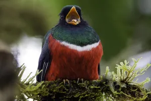 Tropical Bird Images Prints: Masked Trogon