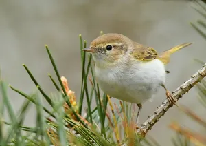 Netherlands Nature Photography Prints: May, Netherlands, Phylloscopus bonelli