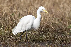 Medium Egret, Ardea intermedia