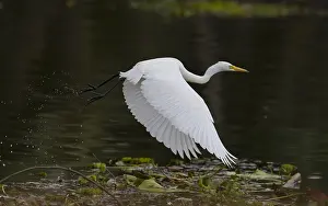 Medium Egret in Flight Print - Asia