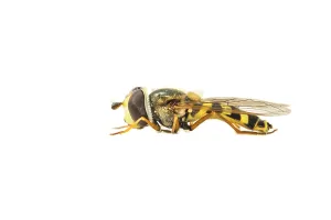 Eupeodes Corollae Prints: Migrant Hoverfly, Eupeodes corollae