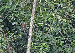 August Prints: Mona Monkey Print - Gabon Tree Rest
