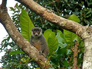 African Mammal Prints: Mongoose lemur, Eulemur mongoz