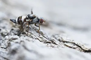Baden Wurttemberg Fauna Prints: Myennis octopunctata
