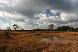 Holland Landscape Photography Prints: Neterselsche heide