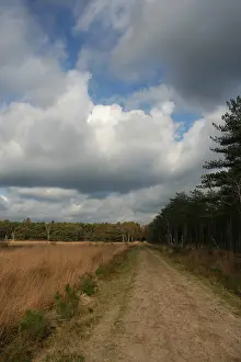 November Prints: Neterselsche heide Print from Agami
