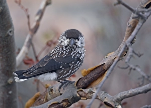 Europe Wildlife Prints: Notenkraker, Spotted Nutcracker, Nucifraga caryocatactes