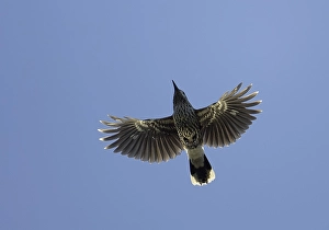 Markus Varesvuo Photos Prints: Notenkraker, Spotted Nutcracker, Nucifraga caryocatactes