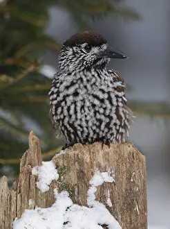 Spotted Nutcracker Prints: Notenkraker, Spotted Nutcracker, Nucifraga caryocatactes