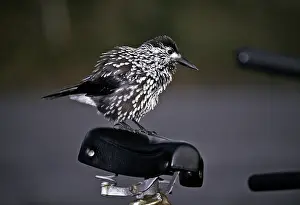 Spotted Nutcracker Prints: Notenkraker, Spotted Nutcracker, Nucifraga caryocatactes