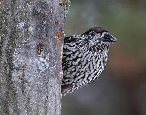 Spotted Nutcracker Print: Foraging Bird Against Tree Trunk