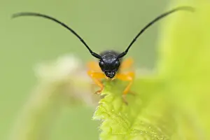 Framed Print : Oberea linearis Print - Germany Beetle Image Framed Print : Oberea linearis Print - Germany Beetle Image