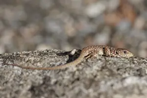 Ocellated Lizard Prints: Ocellated Lizard, Timon lepidus