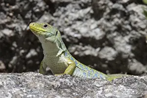 Ocellated Lizard Prints: Ocellated Lizard, Timon lepidus